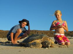 Kids watching hawksbill return to water after egg laying.... by Warren Richards 